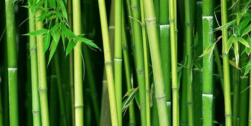 BambooStems