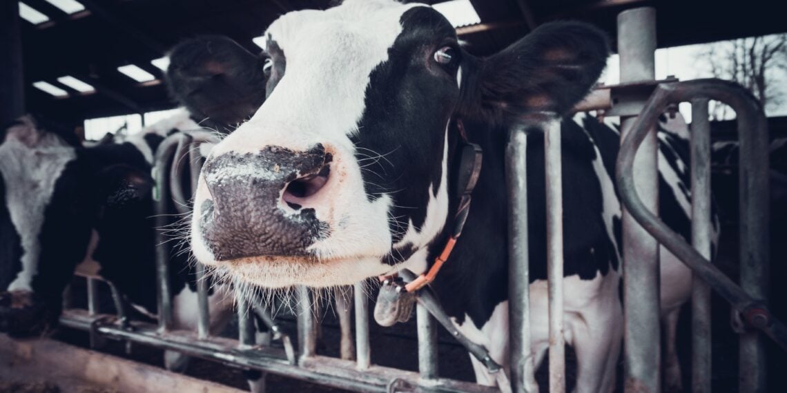 cows-in-a-farm-dairy-cows-in-a-farm-PKRD3XG-1140x570
